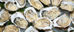 oyster