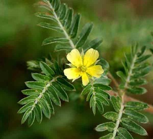 Tribulus-Terrestris