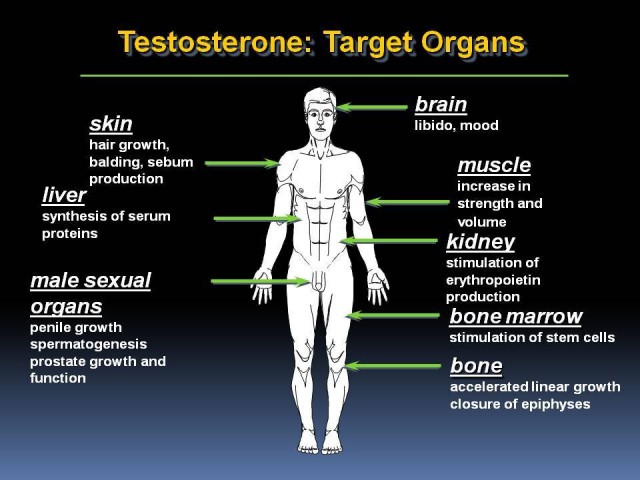 testosterone-target-organs-640x480